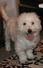 Bichpoo Puppy for sale in LARCHMONT, NY, USA