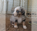 Small #2 Australian Shepherd