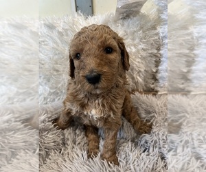 Goldendoodle-Poodle (Standard) Mix Puppy for sale in PRYOR, OK, USA