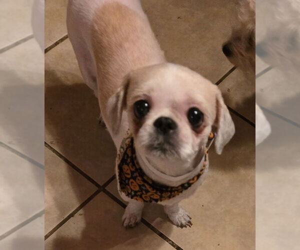 Medium Photo #4 Shih Tzu Puppy For Sale in San Antonio, TX, USA