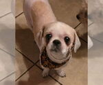 Small #3 Shih Tzu