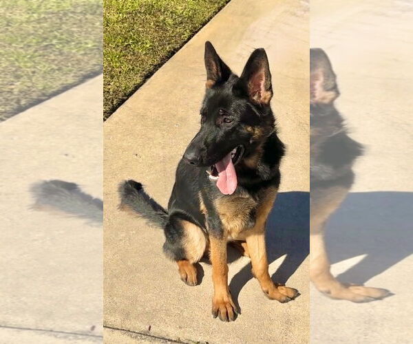 Medium Photo #4 German Shepherd Dog Puppy For Sale in Plantation, FL, USA