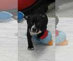 Small #3 American Boston Bull Terrier