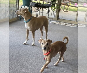 Shiloh - Female Dachshund-Unknown Mix Dog for Adoption - Photo #8