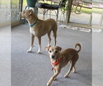 Small Photo #8 Dachshund-Unknown Mix Puppy For Sale in Arlington, VA, USA