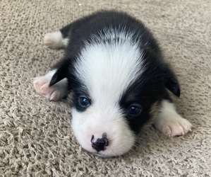 Puggle Puppy for sale in BRANDON, FL, USA
