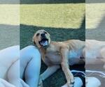 Small #3 Labrador Retriever-Rhodesian Ridgeback Mix