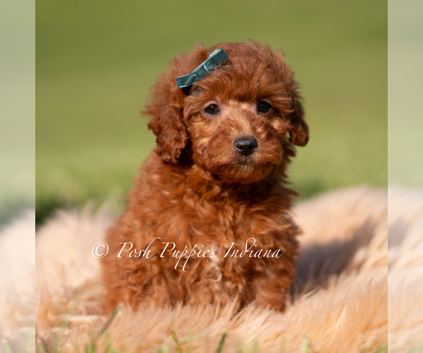 Medium Photo #2 Poodle (Toy) Puppy For Sale in WARSAW, IN, USA