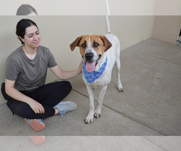 Medium Photo #3 Labrador Retriever-Unknown Mix Puppy For Sale in McKinney, TX, USA