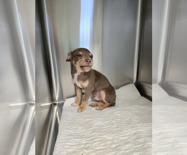 Medium Photo #2 Mutt Puppy For Sale in Evansville, IN, USA