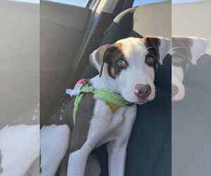 American Pit Bull Terrier-Unknown Mix Dogs for adoption in Sandy, UT, USA