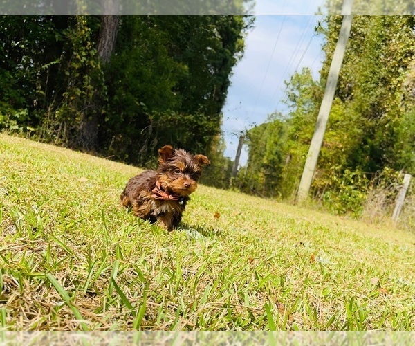 Medium Photo #7 Yorkshire Terrier Puppy For Sale in LOCUST GROVE, GA, USA
