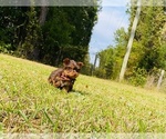 Small Photo #7 Yorkshire Terrier Puppy For Sale in LOCUST GROVE, GA, USA