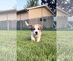 Small #5 Great Pyrenees Mix