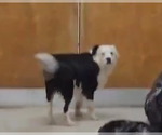 Small #3 Border Collie