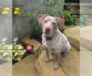Dallas - *COURTESY LISTING* - Male Pointer-Unknown Mix Dog for Adoption - Photo #2