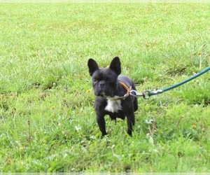 Mother of the French Bulldog puppies born on 04/09/2026
