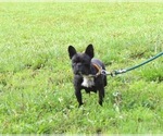 Small Photo #1 French Bulldog Puppy For Sale in LIBERTY, KY, USA