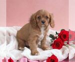 Small Photo #2 Cavalier King Charles Spaniel Puppy For Sale in HONEY BROOK, PA, USA