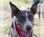 Small American Staffordshire Terrier Mix