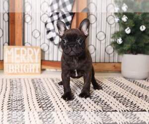 Faux Frenchbo Bulldog Puppy for sale in NAPLES, FL, USA