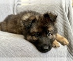 Puppy Mr Black German Shepherd Dog