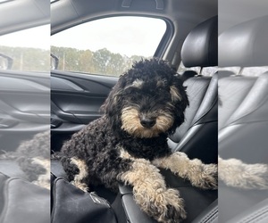 Poodle (Standard) Puppy for sale in INDIAN TRAIL, NC, USA
