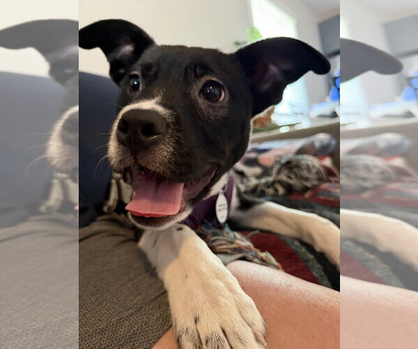 Medium Photo #10 Mutt Puppy For Sale in Candler, NC, USA