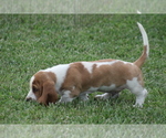 Small #2 Basset Hound