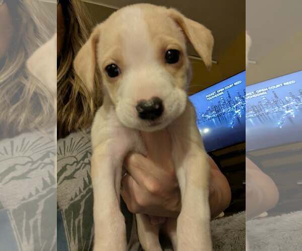 Medium Photo #1 Labrador Retriever-Unknown Mix Puppy For Sale in Plainfield, IL, USA