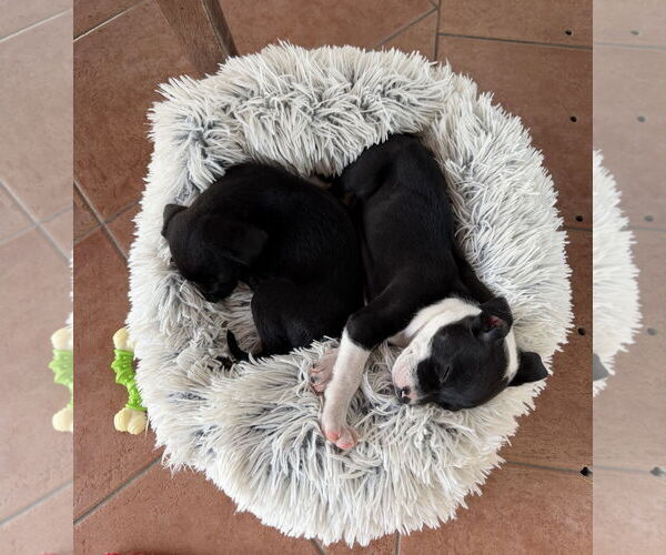 Medium Photo #3 Mutt Puppy For Sale in Royal Palm Beach, FL, USA