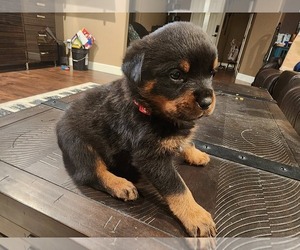 Rottweiler Puppy for sale in JACKSON, CA, USA
