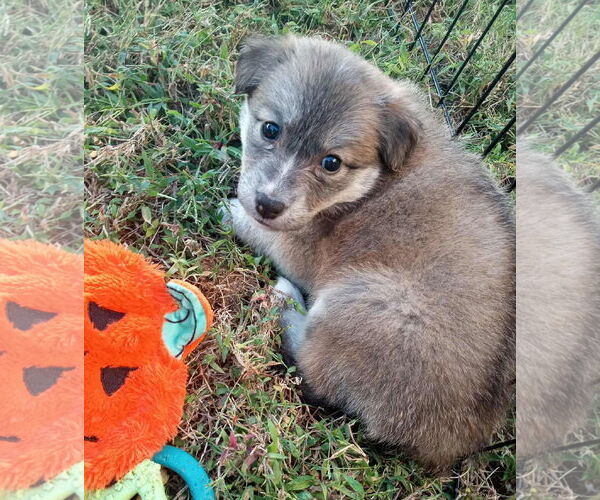 Medium Photo #8 Border Collie Puppy For Sale in Holly Springs, NC, USA