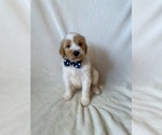 Small #6 Goldendoodle