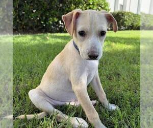 Medium Labrador Retriever Mix