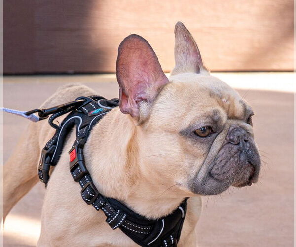 Medium Photo #8 French Bulldog Puppy For Sale in Lake Forest, CA, USA