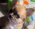 Small #18 Chihuahua