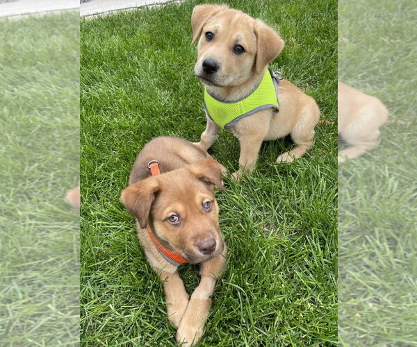 Medium Photo #3 Mutt Puppy For Sale in Laramie, WY, USA