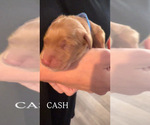 Small #5 Golden Retriever