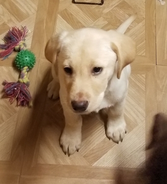 Medium Photo #1 Labrador Retriever Puppy For Sale in KANSAS CITY, MO, USA