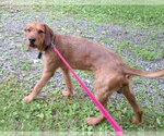 Small #4 Airedale Terrier-Redbone Coonhound Mix