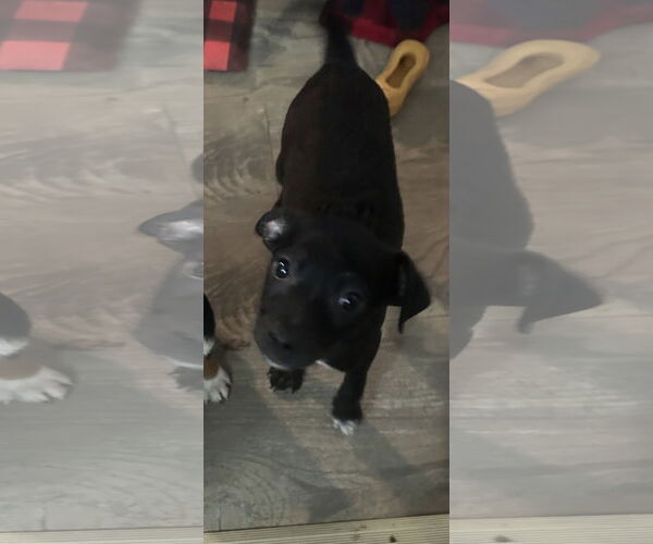 Medium Photo #1 Jack Chi Puppy For Sale in Ball Ground, GA, USA