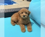 Image preview for Ad Listing. Nickname: Gracie