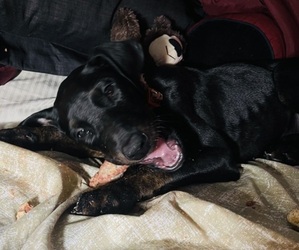 Doberman Pinscher Puppy for sale in RIVERVIEW, MI, USA