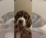 Puppy 2 Beabull-Beagle Mix