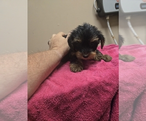 Morkie Puppy for sale in WHITE OAK, GA, USA