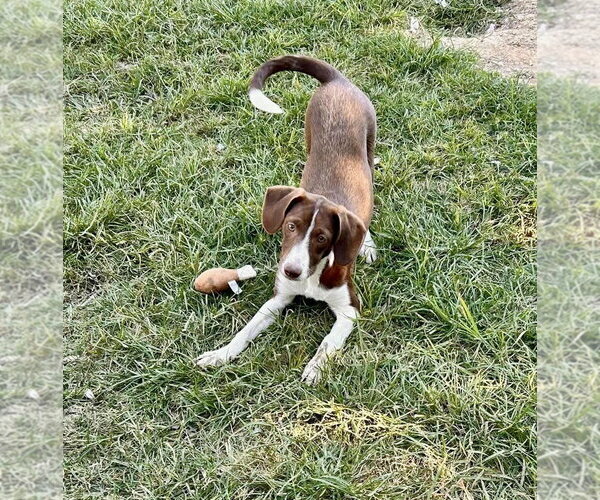 Medium Photo #1 Raggle Puppy For Sale in Southbury, CT, USA