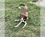 Lil Judy ~ meet me! - Female Raggle Dog for Adoption - Small photo