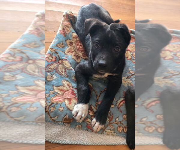 Medium Photo #3 Mutt Puppy For Sale in Minneapolis, MN, USA