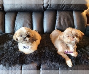 Father of the Shih Tzu puppies born on 02/02/2024